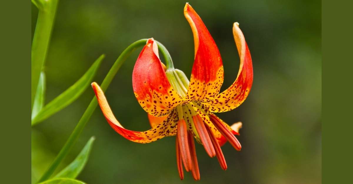 You are currently viewing Growing Belamcanda Chinensis (Leopard Lily)
