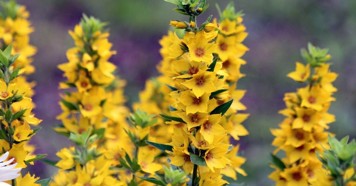 Read more about the article Lysimachia Plant Guide (Loosestrife)