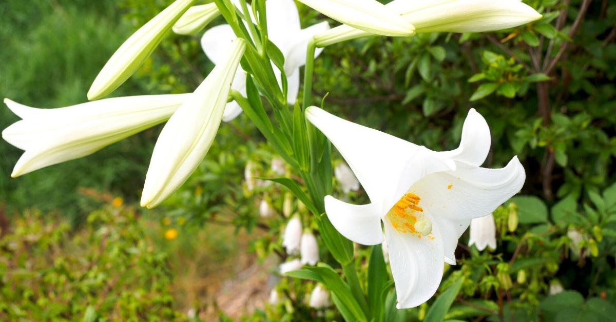 You are currently viewing Lilium candidum: Loving And Growing Madonna Lilies
