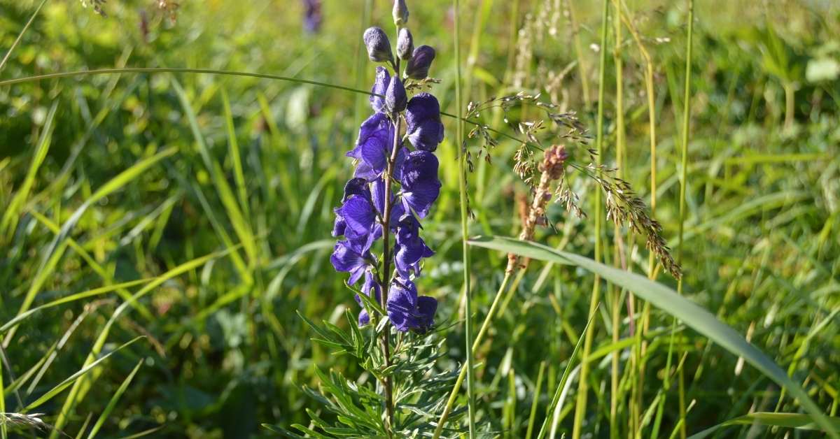 Read more about the article Poisonous Aconitum: Growing Monkshood Plant From Seeds