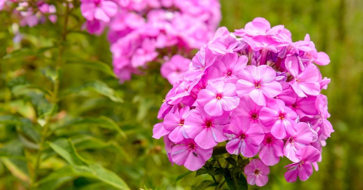 Read more about the article Phlox Paniculata: The Ultimate Guide For Growing Phlox in Pots