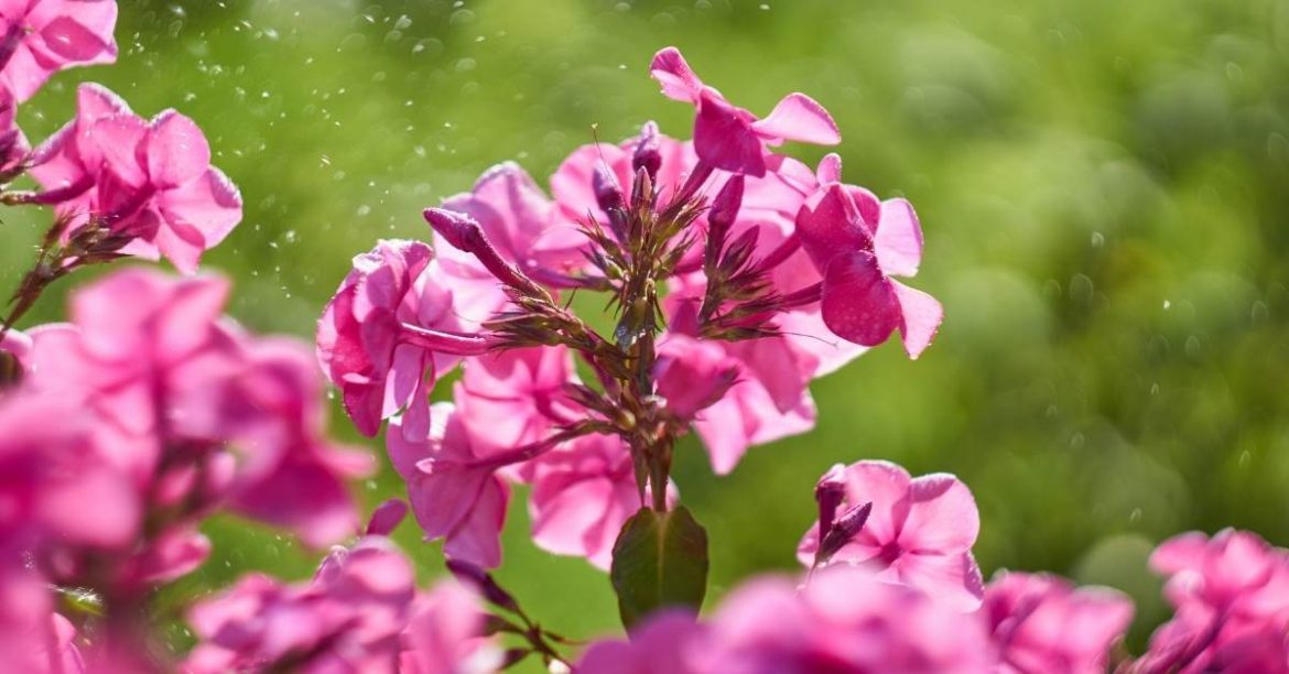 Phlox Paniculata The Ultimate Guide For Growing Phlox in Pots