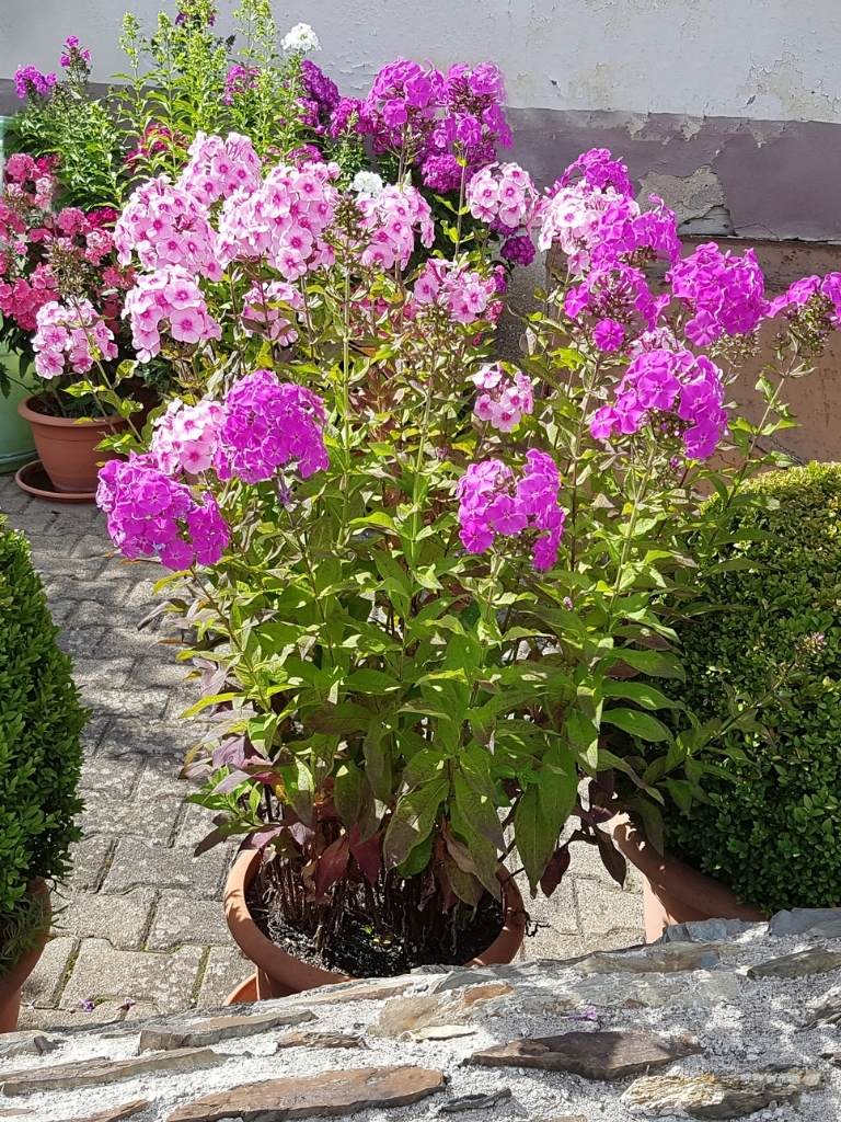 Phlox Paniculata: The Ultimate Guide For Growing Phlox in Pots