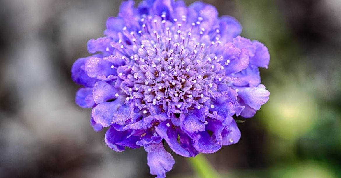 Pincushion Flowers Everything You Need to Know About These Spiky Blooms