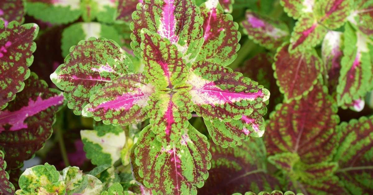 How to care for the Plectranthus plant? https://organicgardeningeek.com