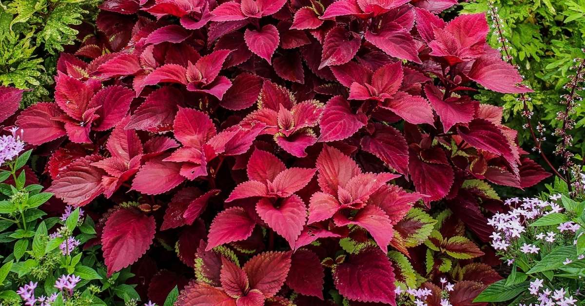 Read more about the article 5 Plectranthus Varieties: How To Plant And Care
