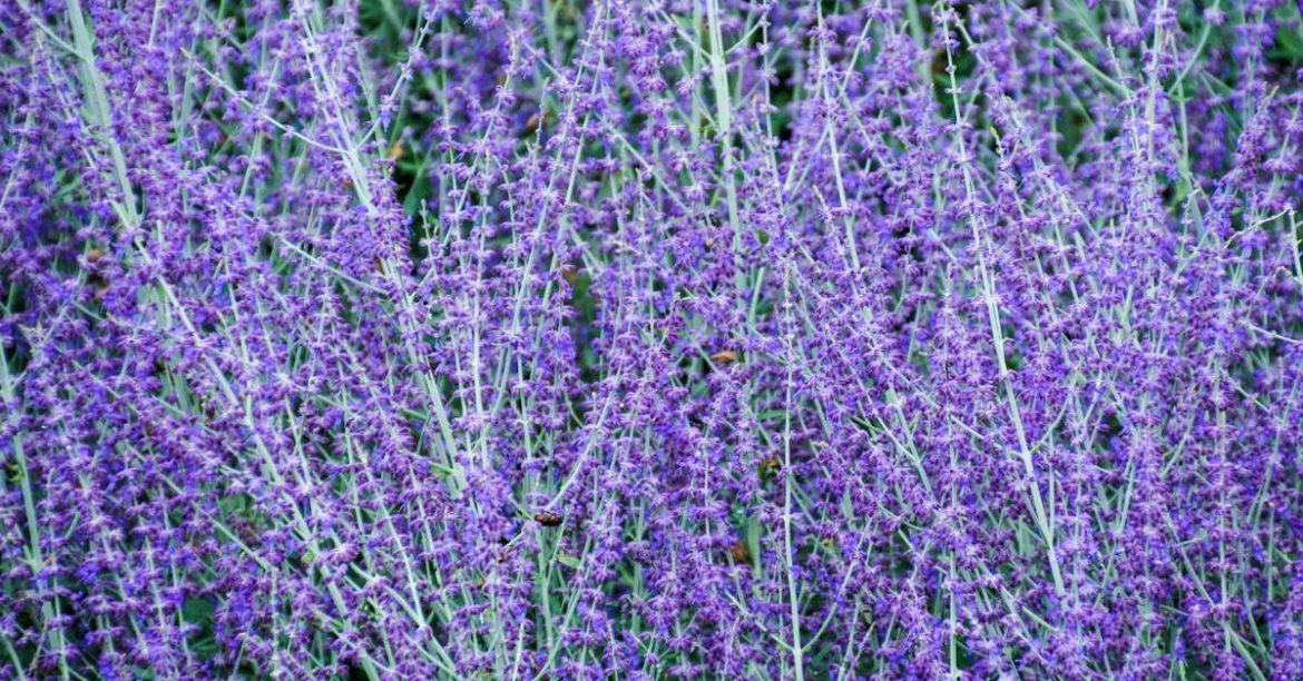 Ultimate Guide to Growing Russian Sage for a Beautiful and Lush Garden