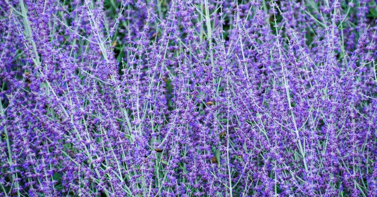 Read more about the article Growing Russian Sage Successfully