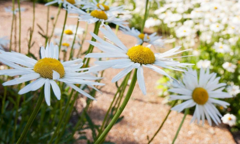 How to grow shasta daisies? https://organicgardeningeek.com