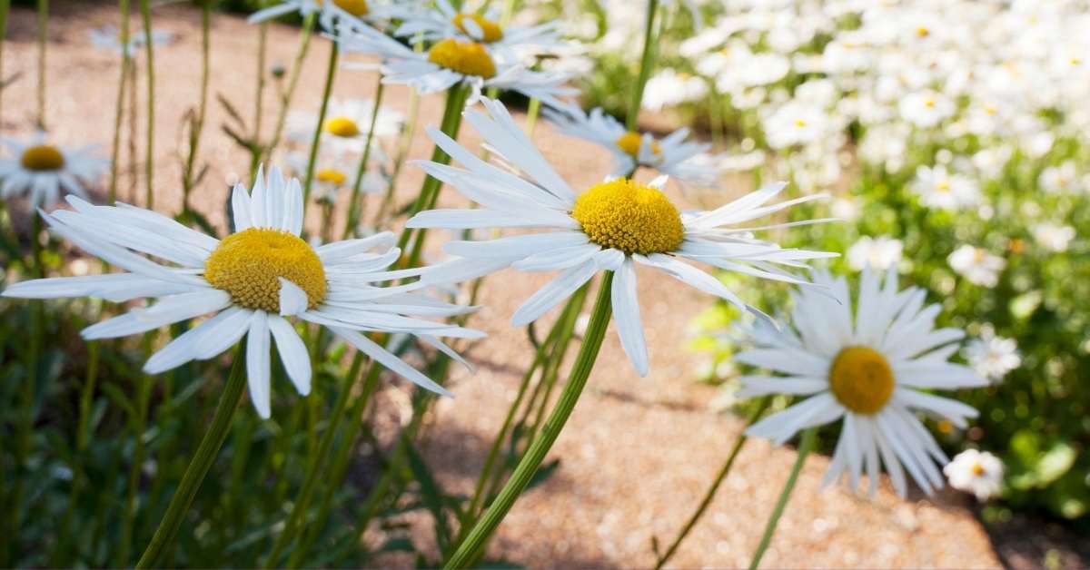 Read more about the article Easy to grow Shasta Daisy Seeds | Here is How