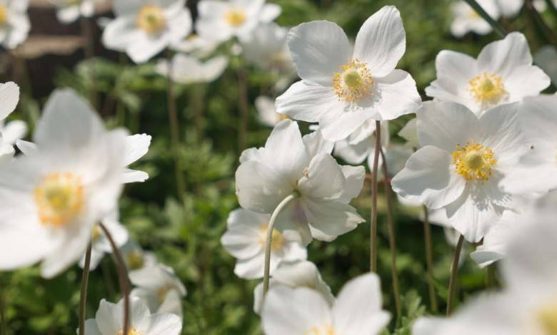 how to grow anemone flowers https://organicgardeningeek.com