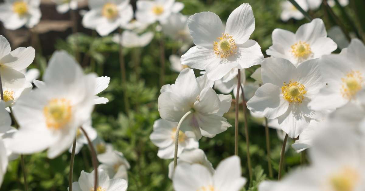 How to Grow Perennial Anemone Flowers https://organicgardeningeek.com