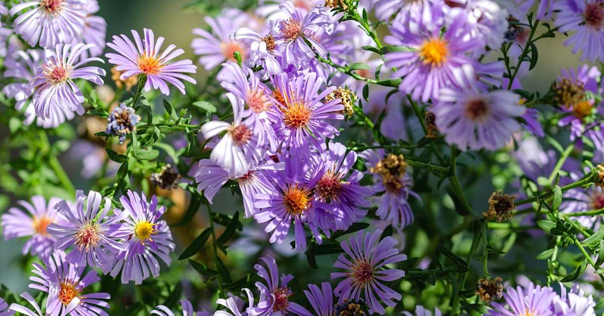Read more about the article Fall Blooming Asters: 15 Varieties and Growing Guide