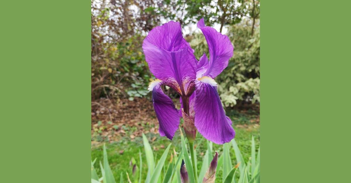 growing bearded iris | https://organicgardeningeek.com