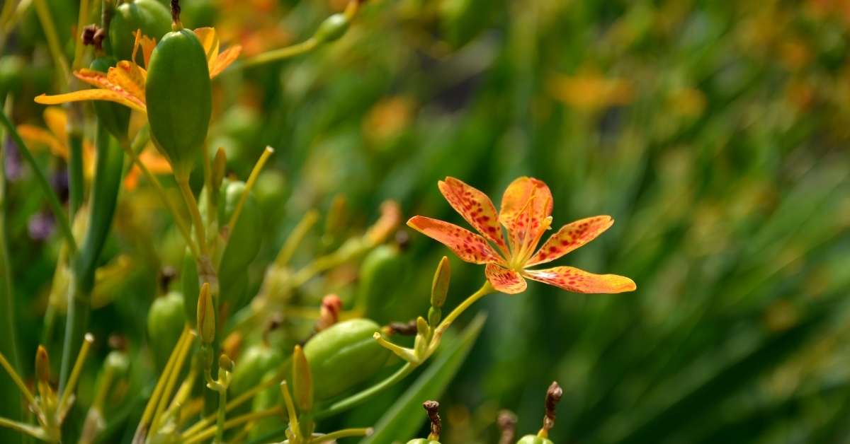 How To Grow Belamcanda, How to Propagate Leopard Lily or Blackberry lily https://organicgardeningeek.com