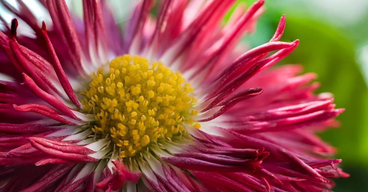 Bellis perennis ( bellis perennials, English daisy, common daisy) https://organicgardeningeek.com