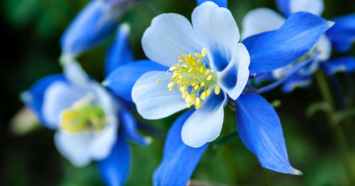 Read more about the article Aquilegia: The Best 11 Columbine Varieties To Start Growing Today
