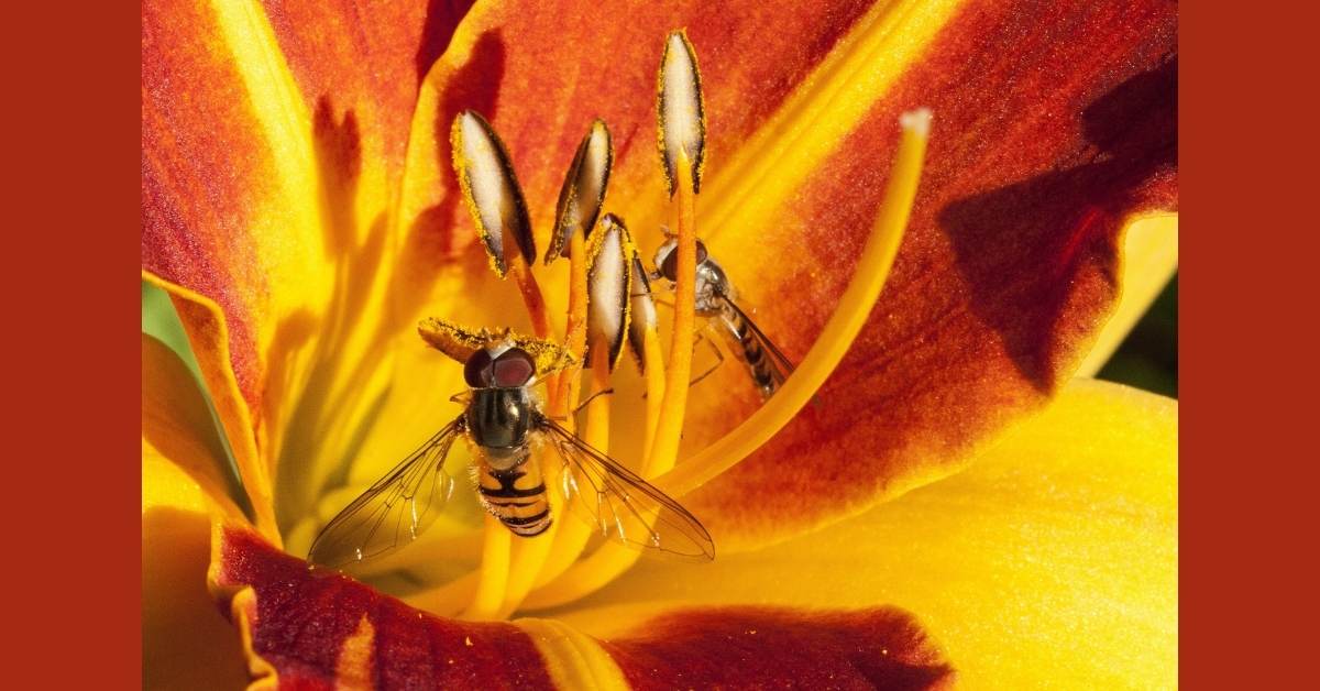 Daylily Growing Conditions: How To Grow Daylilies Successfully https://organicgardeningeek.com