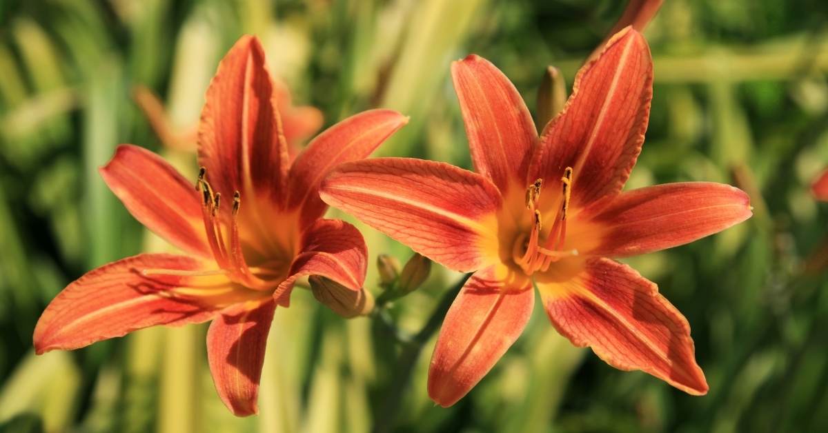 Daylily Growing Conditions https://organ