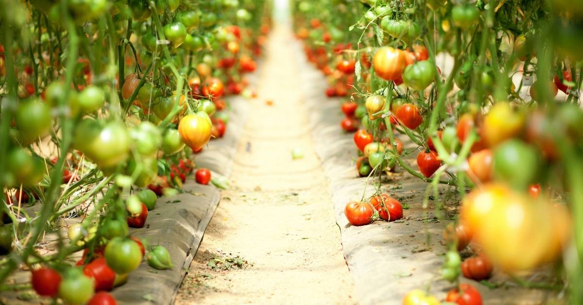 Growing Tomatoes in a Greenhouse https:/organicgardeningeek.com