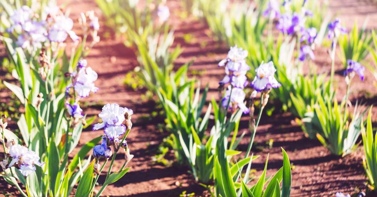 Read more about the article Growing Bearded Iris