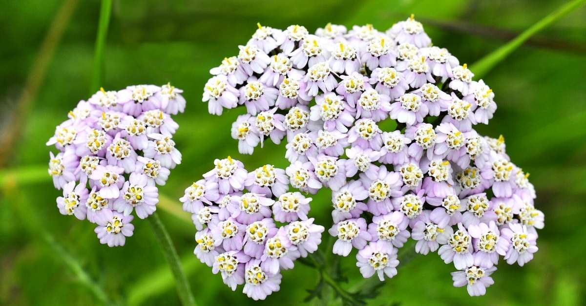 You are currently viewing Growing Yarrow Plant