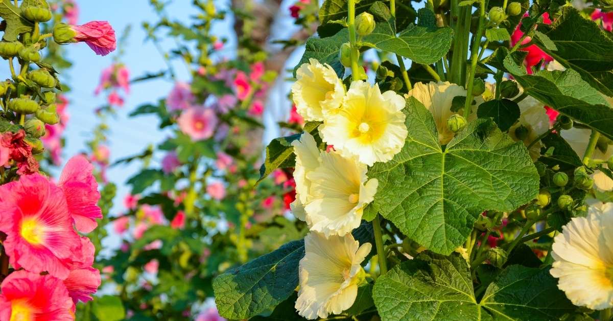 Read more about the article Alcea Hollyhock Growing Guide And Varieties