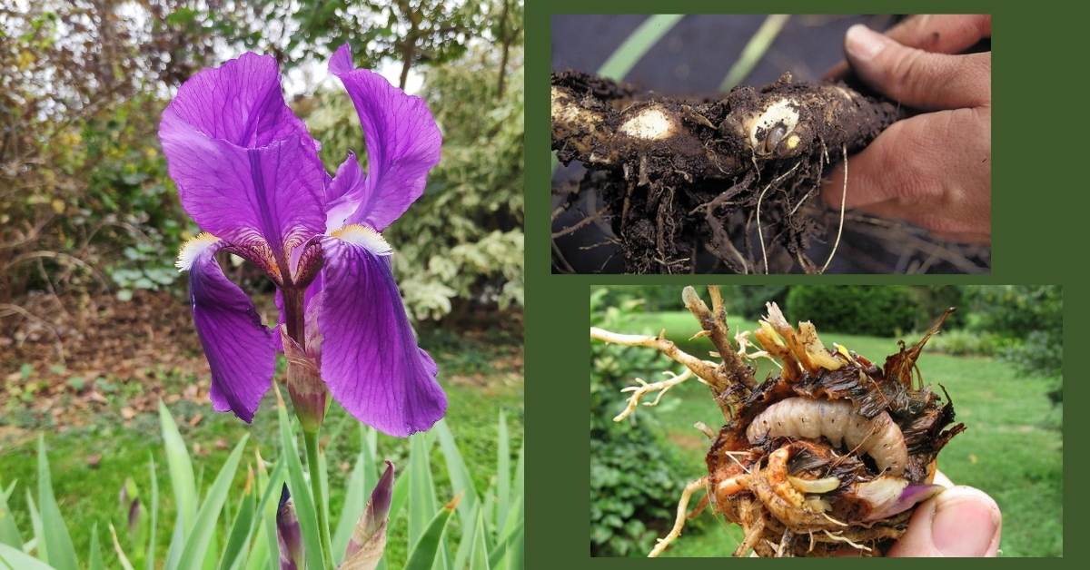 How to Control Iris Borer