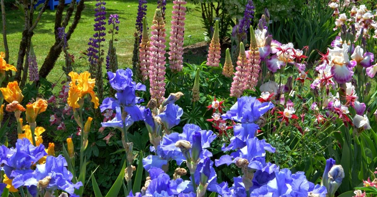 How to plant an iris garden https://organicgardeningeek.com