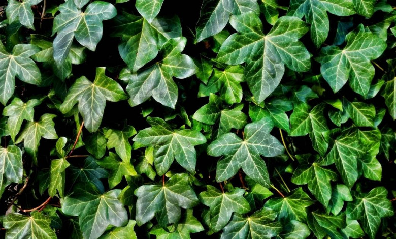 Is ivy toxic for animals? https://organicgardeningeek.com
