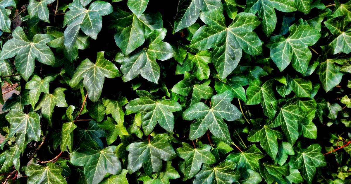 Read more about the article When is ivy poisonous?