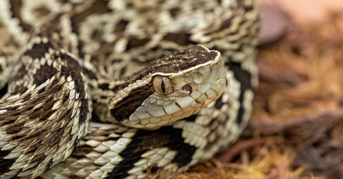 Brazilian snake venom has a molecule Inhibiting the Covid-19 https://organicgardneingeek.com