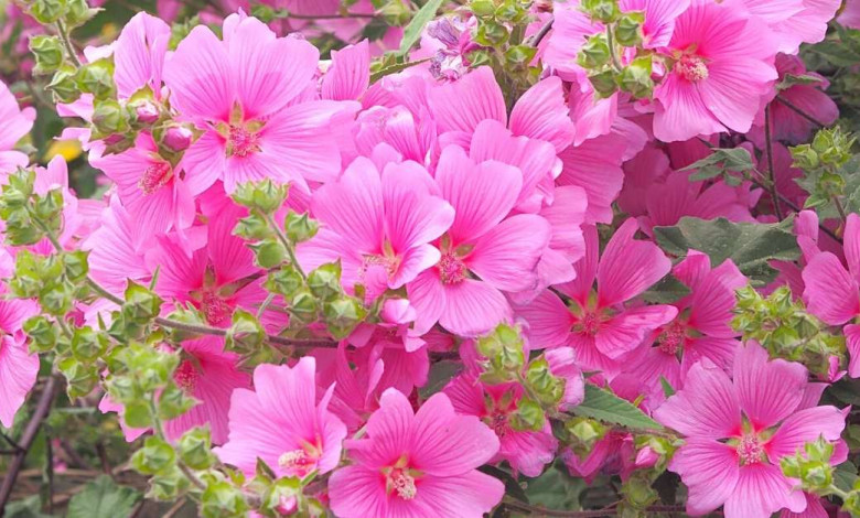 How to grow lavatera plant from seed for beatiful flowers https://organicgardeningeek.com