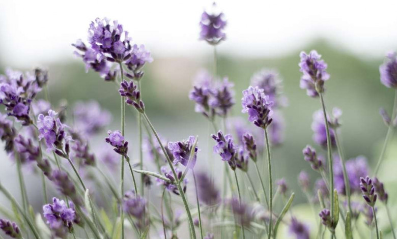 How to grow lavender at home https://organicgardeningeek.com