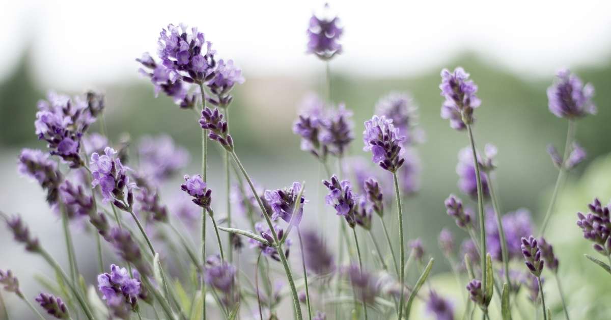 How to grow lavender at home and How tall does lavender grow? - Best Guide For Growing Lavender https://organicgardeningeek.com