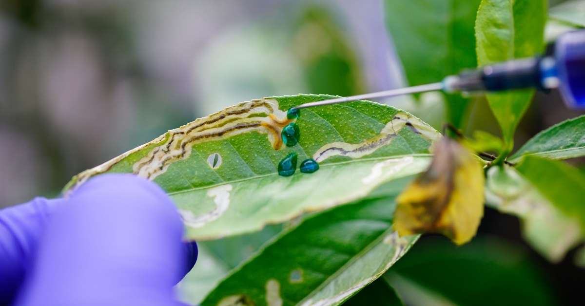 Leaf miner disease on columbine flowers - How long does the Aquilegia plant live?? https://organicgardeningeek.com