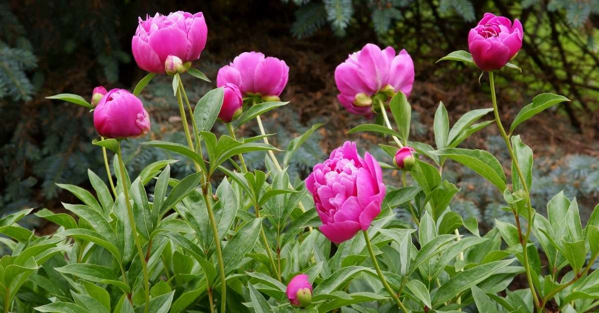 You are currently viewing Growing Great Peonies in Your Garden