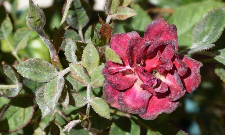 Powdery mildew on roses https://organicgardeningeek.com