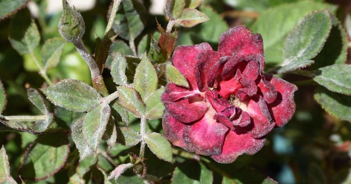 Powdery mildew on roses https://organicgardeningeek.com