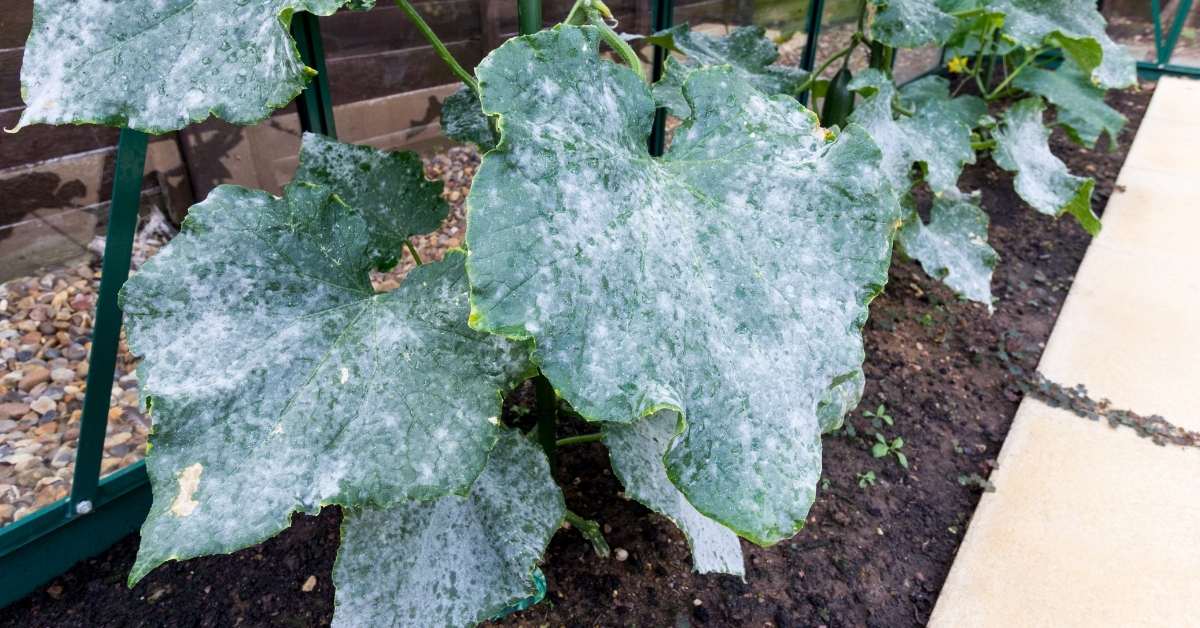 Powdery Mildew Disease on Plants: Definition, Causes, Prevention and Cure