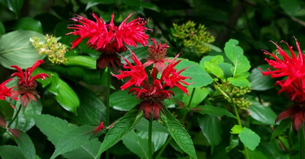 You are currently viewing The Best Guide to Growing Scarlet Beebalm (Monarda didyma L.)