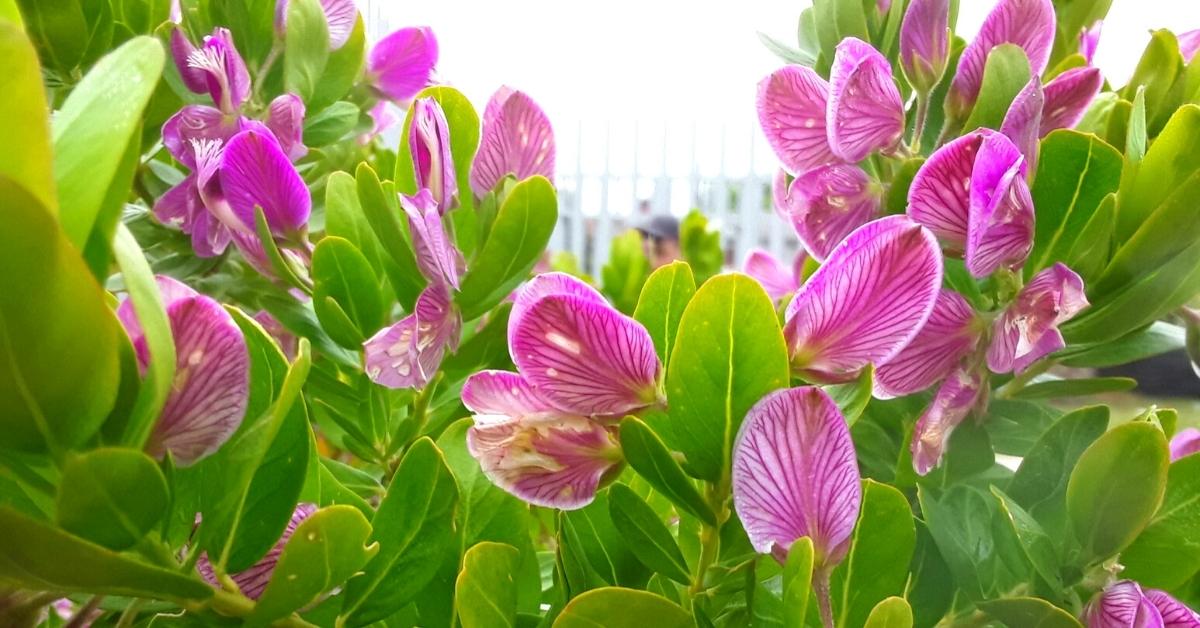 Read more about the article Growing Perennial Sweet Pea