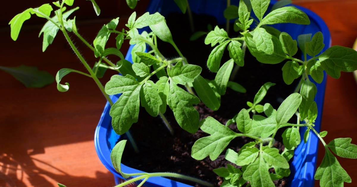 Growing tomatoes in a container - Chelates and Chelation https://organicgardeningeek.com
