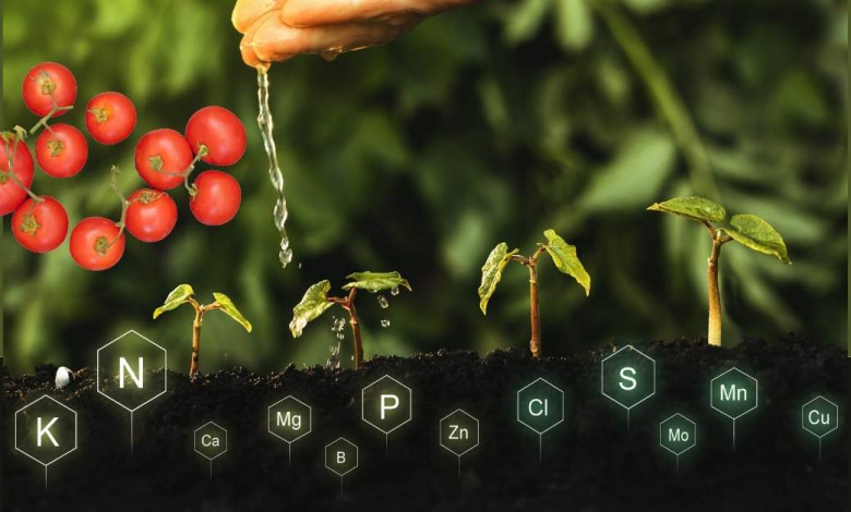 tomato plants needed nutrient and elements https://organicgardeningeek.com