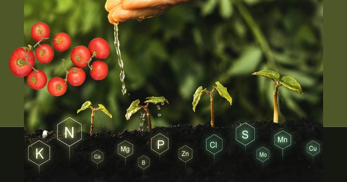 Read more about the article Essential Nutrients For Tomato Plant Growth