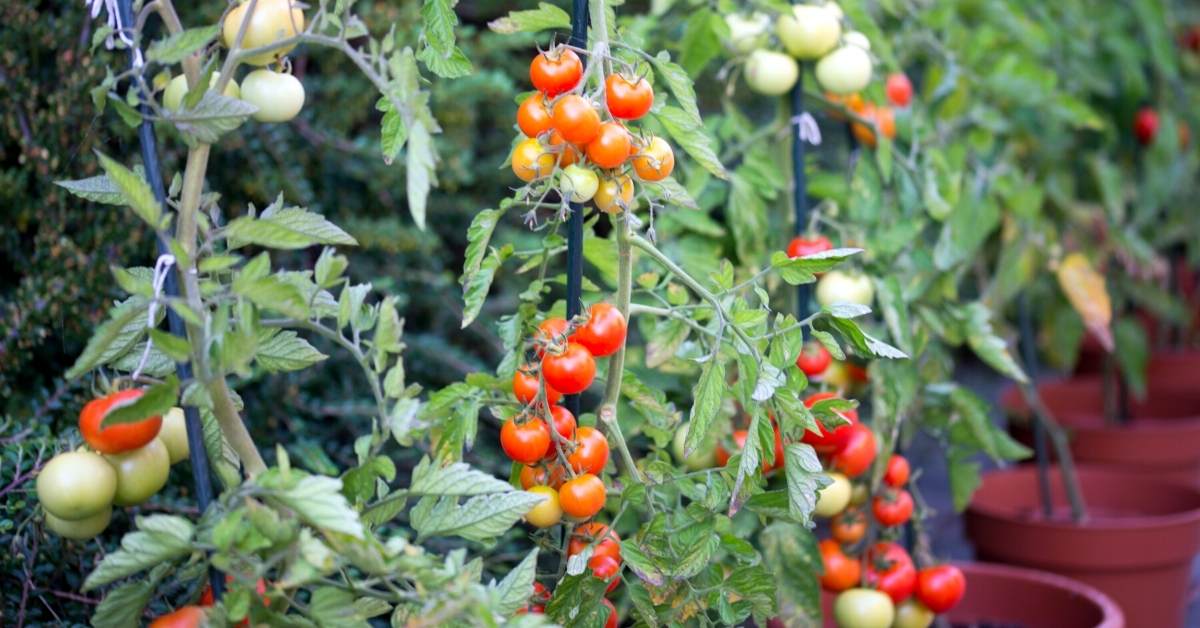 detailed information the best tomato soil preparation https://organicgardeningeek.com