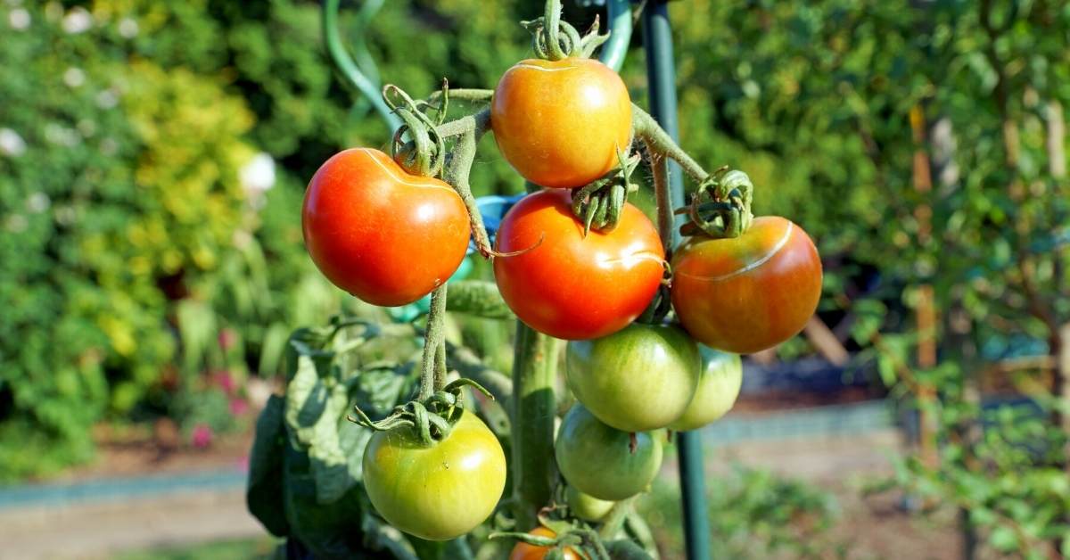 Tomato Plant Sensitivities Against Sunlight https://organicgardeningeek.com