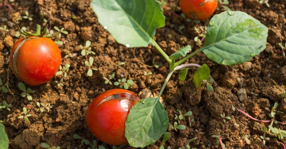 Read more about the article Tomato Plant Sensitivities And Organic Fruit Production