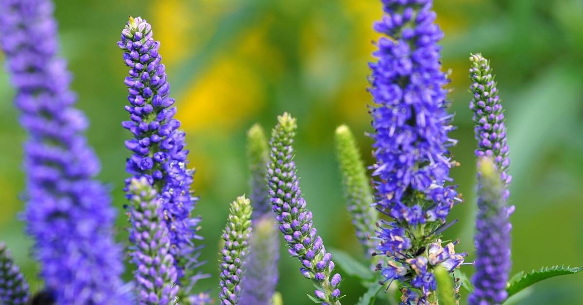 You are currently viewing Speedwell | How To Grow Veronica At Home