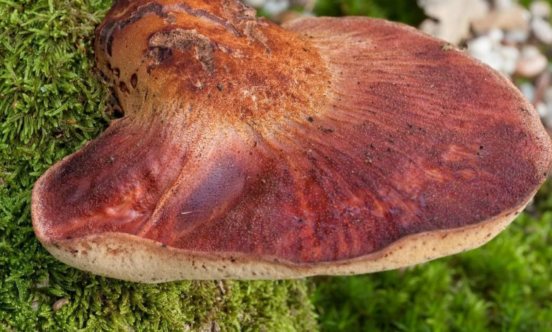 Beefsteak Fungus https://organicgardeningeek.com
